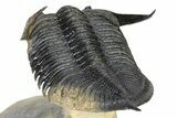Flying Zlichovaspis Trilobite - Atchana, Morocco #325664-4